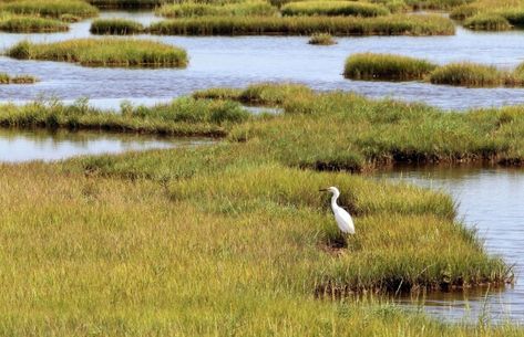 Wetland Park, Salt Marsh, Coastal Plain, Animal Habitats, Rain Garden, Water Quality, Mobile Apps, Photo Reference, Natural Environment