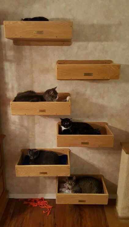 From The Vertical Cat Wood Crate Cat Wall, Diy Cat Wall Shelves, Cat Room Diy, Diy Cat Shelves, Cat Room Decor, Cat Furniture Design, Diy Cat Bed, Cat Bedroom, Colorful Hairstyles