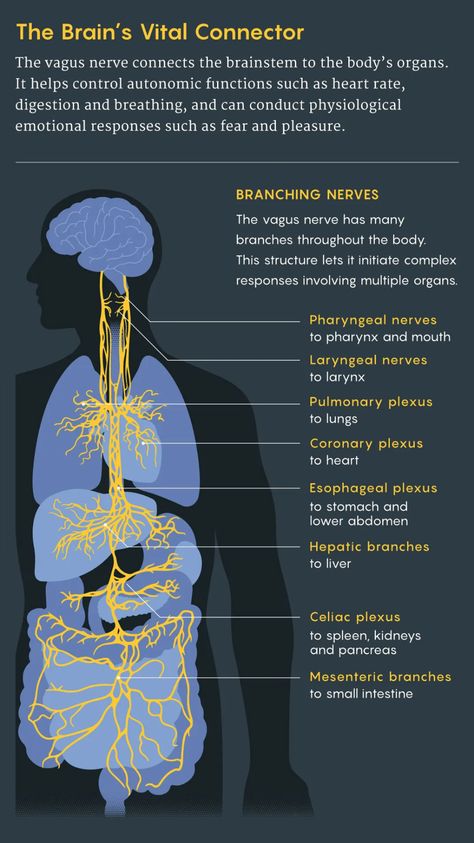 Everything You Wanted to Know About the Longest Nerve in the Body | Smithsonian Nervous System Anatomy, Nerve Anatomy, The Vagus Nerve, Deep Brain Stimulation, Nerve Fiber, Psychology Disorders, Vagus Nerve, Neuroscience, Medical School