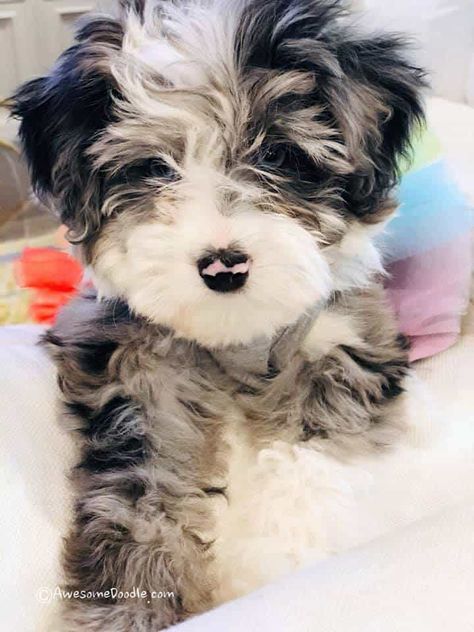 Aussie Doodle Puppy, Mini Aussiedoodle, Aussiedoodle Puppies, Aussie Puppies, Labradoodle Puppy, Doodle Puppy, Super Cute Puppies, Cute Little Puppies, Mini Blue