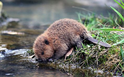 Baby Beaver, Animals Wallpapers, Cute Animal Pictures, Weird Animals, Beautiful Animals, Cute Creatures, Sweet Animals, Animal Planet, Animal Photo