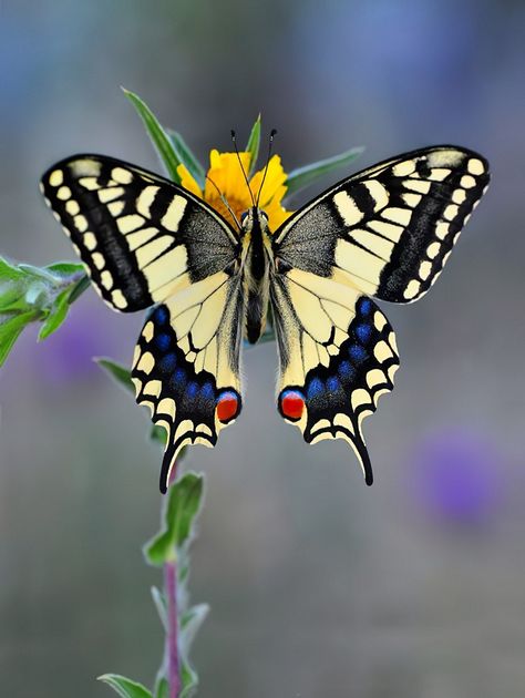 Photo Papillon, Swallowtail Butterflies, Most Beautiful Butterfly, Beautiful Insects, Butterfly Project, Hot Colors, Swallowtail Butterfly, Butterfly Photos, Beautiful Bugs