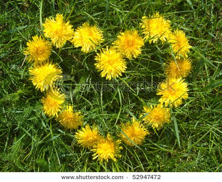 <3 Heart In Nature, Dandelion Yellow, Sunflowers And Daisies, Dandelion Wish, Dandelion Flower, I Love Heart, Yellow Heart, Yellow Aesthetic, Grass Green