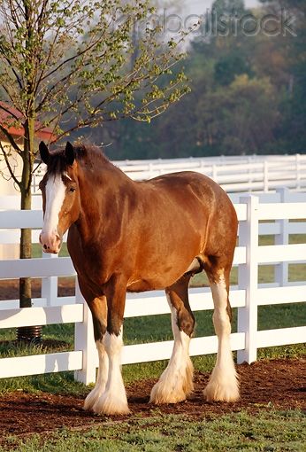 Bay Clydesdale, Scottish Horse, Fence Trees, Clydesdale Horses, Draft Horse, Big Horses, Most Beautiful Horses, Horse Farm, Work Horses