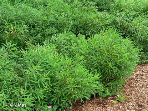 Sweet Fern Plant, Ohio Flowers, Ecological Landscape, Sweet Fern, Sustainable Landscape, Green Industry, Sustainable Landscaping, Landscape Plants, Potager Garden