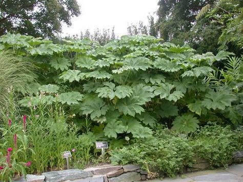 Tetrapanax papyrifer Giant Plants, Paper Plants, Tropical Garden, Rice Paper, Dream Garden, Garden Planning, Horticulture, Stepping Stones, Planting