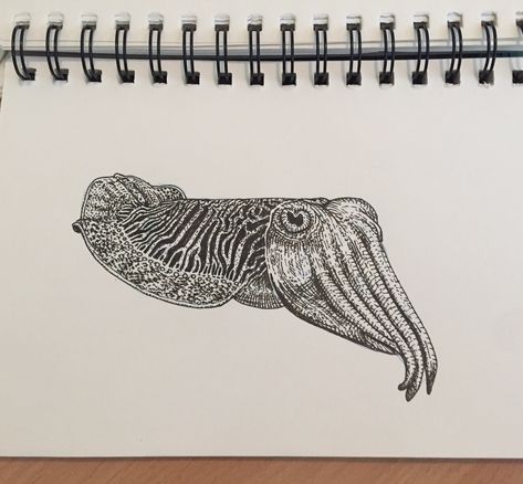 Cuttlefish Drawing, Ink Pen Drawings, Ink Drawing, Drawing Reference, Pen And Ink, Moose Art, Tattoo Ideas, Pen, Drawings