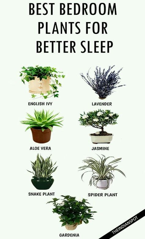 Best Bedroom Plants, Best Plants For Bedroom, نباتات منزلية, Inside Plants, Best Indoor Plants, Bedroom Plants, Best Bedroom, Spider Plants, House Plants Indoor