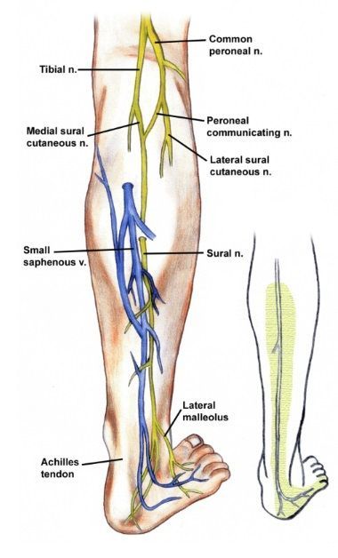 sural nerve pain Nerves In Leg, Physics Tricks, Lower Leg Pain, Pt School, Nerve Anatomy, Leg Anatomy, Dry Needling, Drawing Legs, Lower Extremity