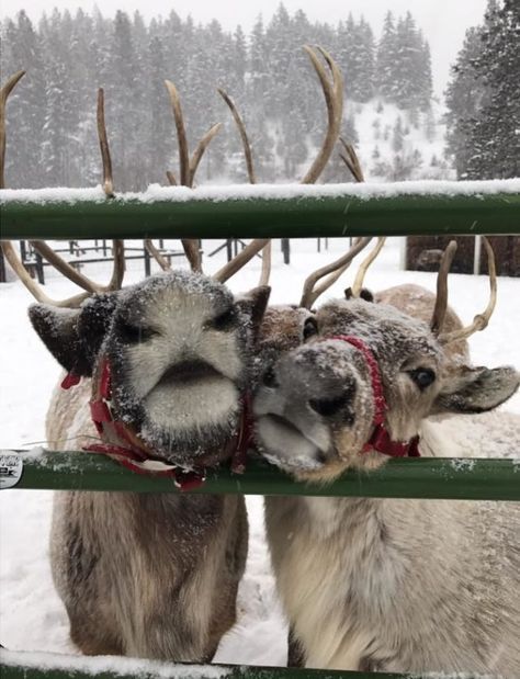 Reindeer Farm, Christmas Dreaming, Cosy Christmas, I Love Winter, Christmas Feeling, Wreaths Diy, Warm Christmas, Christmas Wonderland, Christmas Tree Farm