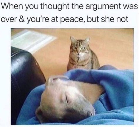 After Argument, Sleep Meme, Text First, Gatos Cool, Funny Animal Images, Funny Memes Images, La Dispute, Memes Br, Funny Cat Memes