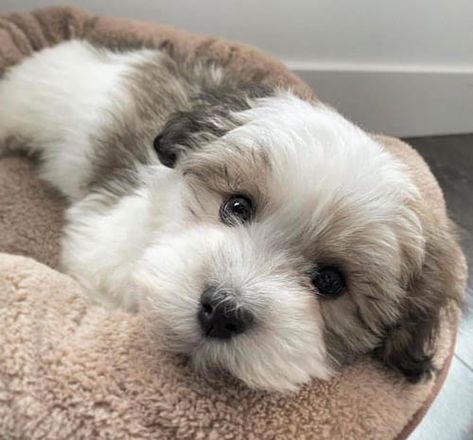 Havanese Dog Colors: A Complete List of All 16 Recognized Coat Colors 3 Havanese Haircuts, Coton De Tulear Dogs, Havanese Puppies For Sale, Show Dogs, Bichon Havanais, Havanese Dog, All Types Of Dogs, Dog Haircuts, Havanese Puppies