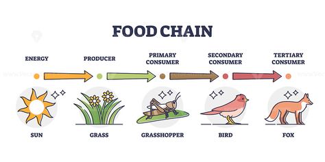 Food chain and animal classification by eating type outline diagram. Labeled educational mammals, plant or insects division by producer, primary, secondary or tertiary consumer vector illustration. #Food #chain #levels #consumer #division #commercial #vector #illustration → Get this Illustration for Commercial Use! Food Chain Diagram, Pollution Activities, Food Company Logo, Diagram Illustration, Evolution Of Life, Logo Design Graphics, Food Logo Design Inspiration, Animal Classification, Telling Your Story