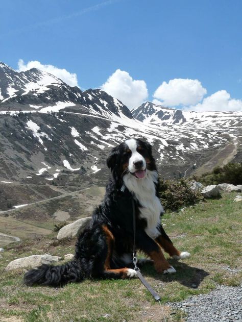 Berner Sennen Puppy, Mountain Dog Breeds, Guard Dog Breeds, Bernese Mountain Dog Puppy, Spitz Dogs, Reactive Dog, Cut Animals, Mountain Lover, Terrier Breeds