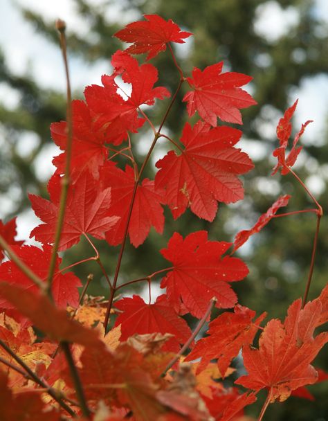 Vine Maple (Acer circinatum), Pacific northwest native tree Acer Circinatum, Vine Maple, Pnw Garden, Native Plant Landscape, Fall Color Trees, Northwest Landscaping, Rain Gardens, Habitat Garden, Landscape Inspiration