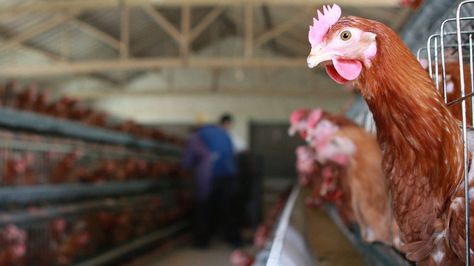 Housing order for Irish poultry over bird flu fears. Broiler Chicken, Mercy For Animals, Worker Safety, Animal Groups, Chicken Breeds, First Humans, Chicken Farm, Poor People, Raising Chickens