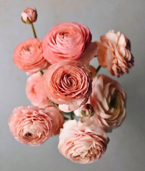 Ranunculus Centerpiece, 21st Birthday Celebration, She's A Wildflower, Ranunculus Wedding, Peach Ranunculus, Ranunculus Bouquet, Coffee Filter Flowers, White Ranunculus, Ranunculus