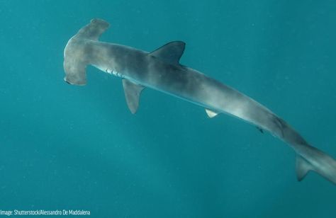 Smooth Hammerhead, Scalloped Hammerhead Shark, Scalloped Hammerhead, Great Hammerhead Shark, Goliath Grouper, Shark Species, Hammerhead Sharks, Sea Snake, Depth Perception