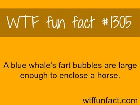 Blue Whale Facts, Fun Animal Facts, Whale Facts, Animal Facts, True Facts, The More You Know, Life Facts, Fun Fact, Bones Funny