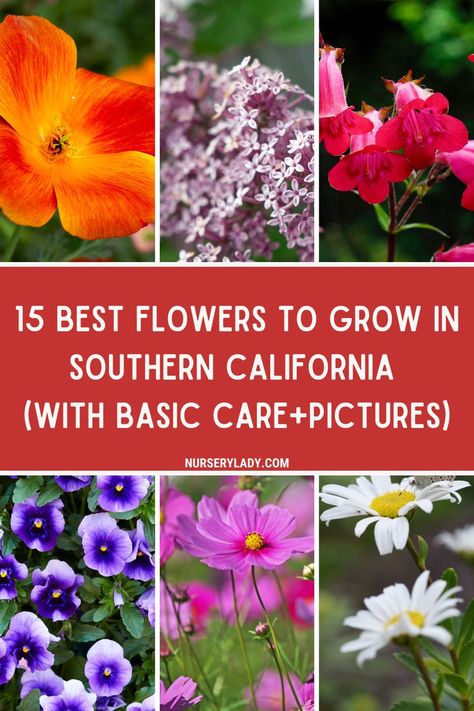 Discover the 15 best flowers to grow in Southern California! From vibrant California poppies to drought-tolerant succulents, these blooms thrive in the sunny SoCal climate. Learn basic care tips and see stunning pictures of each flower to inspire your garden. Whether you're looking for colorful perennials or easy-to-maintain annuals, this guide has you covered. Perfect for both beginners and seasoned gardeners. Add beauty and resilience to your outdoor space with these top picks! California Flowers, Full Sun Flowers, California Poppy, Hardy Plants, Drought Tolerant, Southern California, Amazing Flowers, Dahlia, Perennials