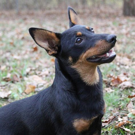 New dog breed recognized by American Kennel Club: What to know about the Lancashire heeler — USA TODAY Lancashire Heeler, Purebred Dogs, New Dog, American Kennel Club, Dog Stuff, Usa Today, Dog Breed, Dream Life, Dog Breeds