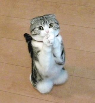 PLEASE!  Oh, pretty please! On my knees, please. Funny Cat Faces, Funny Cat Memes, Funny Cat Pictures, Cute Kittens, Funny Cat Videos, Funny Animal Pictures, Cat Face, Beautiful Cats, Crazy Cats