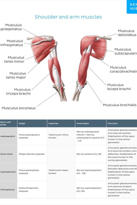 Validated and aligned with popular anatomy textbooks, these #muscle #cheatsheets are packed with high-quality illustrations. You’ll be able to clearly visualize #muscle locations and understand how they relate to surrounding structures.

Grab one of the four eBooks to speed up your anatomy studies. Muscles In The Body, Muscle Diagram, Head Muscles, Arm Anatomy, Human Muscle Anatomy, Muscle System, Anatomy Studies, Arm Muscle, Massage Logo