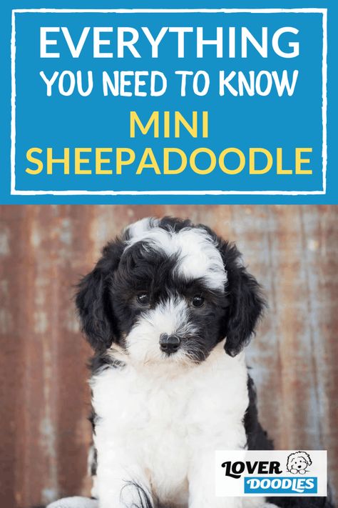 Sheep Doodle Dog, Toy Sheepadoodle, Mini Sheepadoodle Puppy, Sheepadoodle Mini, Doodle Training, Mini Sheepadoodle, Sheepadoodle Puppy, Doodle Dogs, Mini Aussie