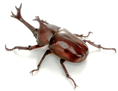 Elephant Beetle, Beetle Samurai, Figeater Beetle, Asian Beetle, Eastern Eyed Click Beetle, Rhino Beetle, Bug Collection, A Bug's Life, Cool Bugs