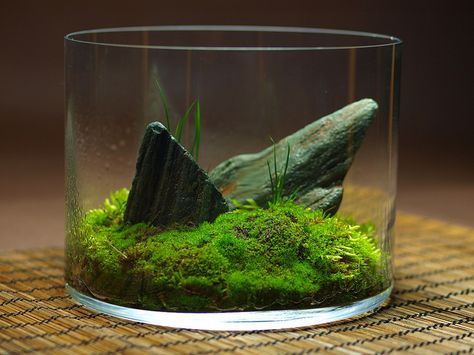 wabikusa- LOVE this. Beautiful, simple rocks with understated, lovely moss Micro Garden, Growing Moss, Beautiful Terrariums, Moss Terrarium, Moss Garden, Garden Types, Indoor Gardens, Garden Terrarium, Terraria