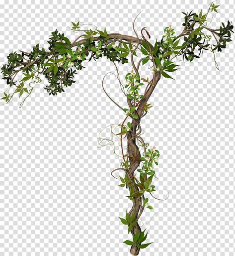 Ivy Houseplant, Green Wall Garden, Palm Tree Png, Creepers Plants, Grape Tree, Vine Drawing, Grape Plant, Leaf Png, Tree Stem