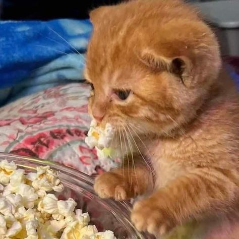 Kitten Cute, Orange Cat, Cat Memes, Popcorn, Kitty, On Twitter, Orange, Memes, Twitter