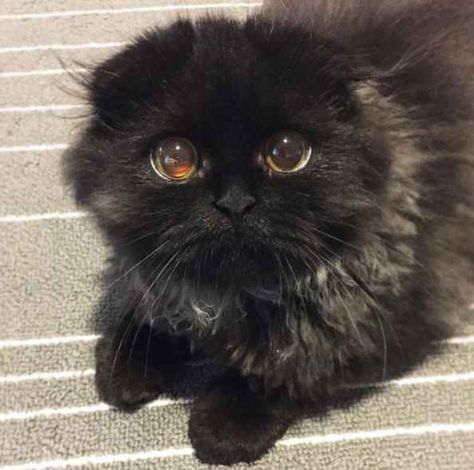 Gimo, a cat featured on the Instagram account 1room1cat, has a pair of huge, round, sparkling eyes that will hit you with intense cuteness. Cats With Big Eyes, Image Cat, Adorable Cats, A Black Cat, Cute Black Cats, Tarzan, Cat Care, Pretty Cats, Black Cats