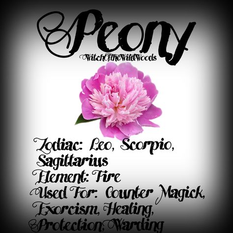 Peony Magical Properties, Spiritual Herbalism, Flower Healing, Magical Recipes, Herbal Witch, Healing Flowers, Herbal Education, Hoodoo Spells, Flower Magic