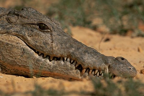 What's the deal with crocodile tears? Crocodile Facts, Nile Crocodile, Crocodile Tears, Trending Gadgets, Angler Fish, Rc Boats, Floating In Water, Crocodiles, Christmas List