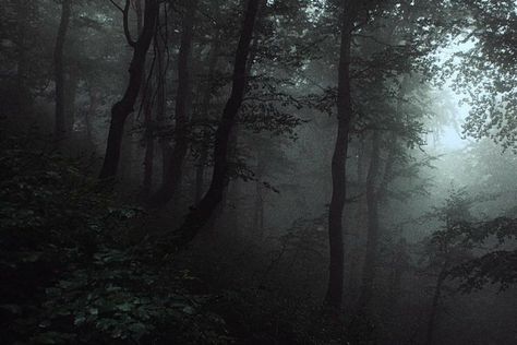 Forest Portal, Forest Reference, Warhammer Wood Elves, Creepy Dark, Foggy Night, Edge Of The Universe, Dark Forest Aesthetic, Forest Aesthetic, Forest Core