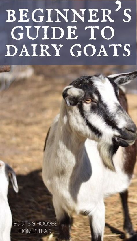 A Beginner’s Guide to raising dairy goats. Getting started with selecting dairy goat breeds on the homestead or small farm. #goats #homestead #dairy Goats Homestead, Dairy Goat Breeds, Goats For Beginners, Farm Goats, Fiber Farm, Homestead Livestock, Diy Homesteading, Goat Breeds, Goat Health