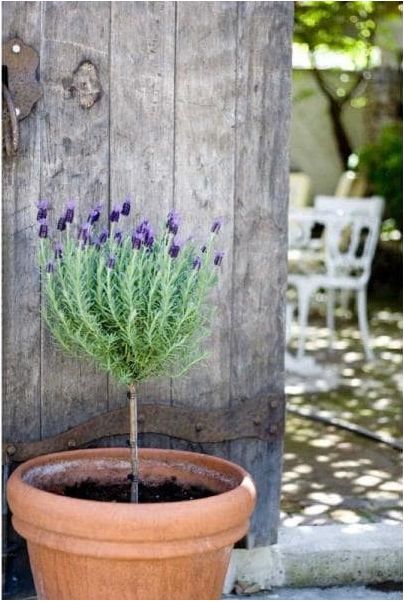 How to Make a Lavender Topiary Lavender Topiary, Lavender Potted Plant, Flower Topiary, Foxtail Fern, Spanish Lavender, Garden Topiary, Topiary Diy, Rosemary Plant, Topiary Tree