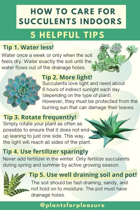 How to care for succulents indoors. 5 helpful succulent care tips for beginners: indoor succulent grow light, watering, fertilizing and more in this succulent care instructions card. Succulent Care Tips, Care For Succulents, Succulent Care Instructions, Care Instructions Card, How To Water Succulents, Succulent Garden Design, Plant Care Houseplant, Succulent Garden Diy, Inside Plants