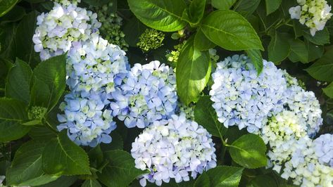 Deadheading Roses, Small Front Yards, Mophead Hydrangea, Hydrangea Varieties, Types Of Hydrangeas, Limelight Hydrangea, Hydrangea Not Blooming, Ground Cover Plants, Light Touch