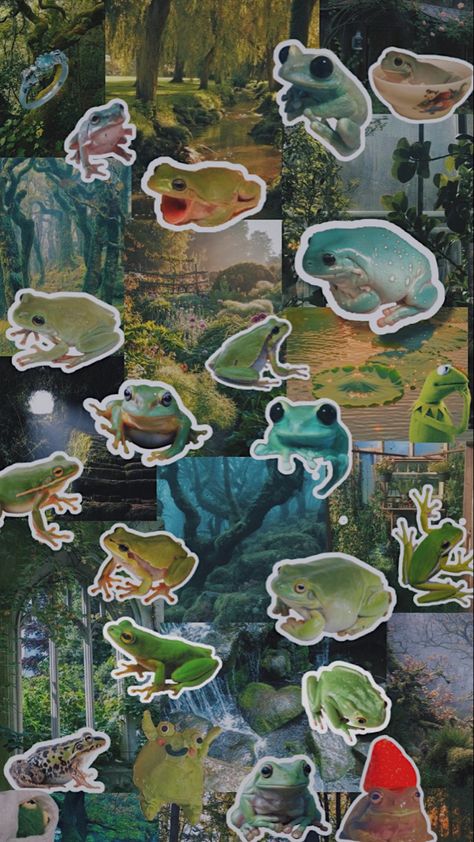 Cottagecore Moodboard, Frog Aesthetic, Rain Aesthetic, Pet Frogs, Mushroom Pictures, Frog Wallpaper, Frog Pictures, Cool Backgrounds Wallpapers, Iphone Wallpaper Pattern