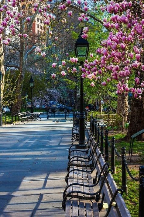 Springtime In New York by @manhattan-madison-avenue | New York City Feelings | Bloglovin’ Park Benches, Voyage New York, I Love Nyc, City That Never Sleeps, Dream City, A Park, New York State, Favorite City, Places Around The World