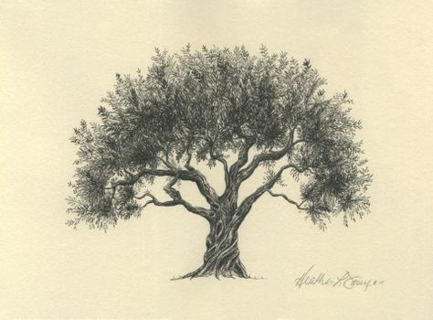 Olive Tree Pen and Ink Drawing Art Print by Heather L. Young Olive Tree Tattoo Design, Olive Tree Illustration, Olive Tree Drawing, Olive Tree Tattoos, Pine Tree Tattoo, Tree Mural, Tree Sketches, Illustration Pen And Ink, Richmond Hill