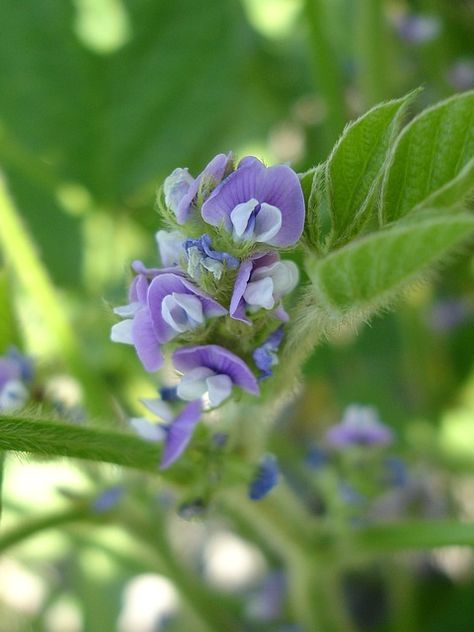 DISCOVER HOW SOY AFFECTS YOUR HEALTH. [caption id="attachment_7326" align="alignleft" width="293"] Soy Flower[/caption] Over the past years, several arguments have been raised over the im....   #Soy #soybeans #soyisoflavones #soylecithin #soymilk #soymilkbenefits #SoyNutrition #soyproducts #soyprotein #soyproteinpowder #soyabeans. Soy Milk Benefits, Global Food, Soy Products, Soy Protein, Vegan Restaurants, Global Recipes, Skull Art, Recipe Book, No Cook Meals