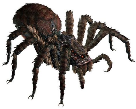 Dnd Creatures, Wild Shape, Wolf Spider, Giant Spider, Animal Shapes, Spider Art, Dnd Monsters, Monster Concept Art, Dnd Art