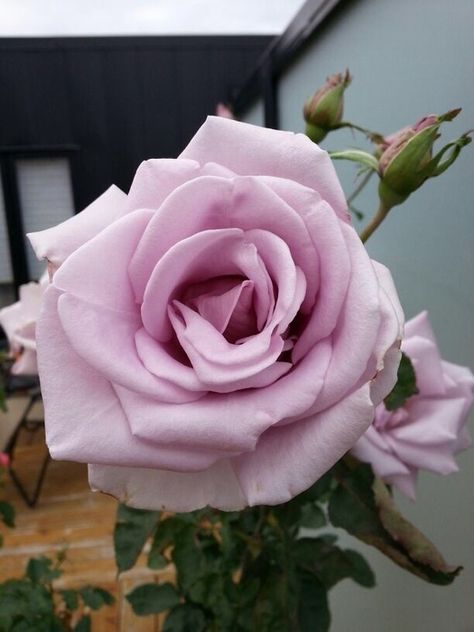 'Sterling Silver ' Rose Photo Adjustable Rose Sterling Silver Jewelry, Rose Vintage Sterling Silver Jewelry, Rose Pendant Necklace In Sterling Silver, Sterling Silver Roses Flowers, Sterling Roses, Rose Photos, Silver Roses, Sterling Silver, Flowers