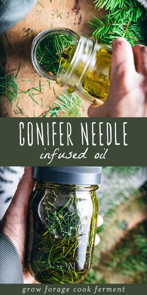 Make this conifer infused oil this winter season using foraged conifer needles! Most conifer needles can be used such as pine, spruce, or fir. This conifer infused oil with cinnamon is great for body care and it also has some aromatherapy benefits. It smells absolutely amazing! Pine Needle Oil, Herbalism For Beginners, Herbal Remedies Recipes, Pine Oil, Pine Essential Oil, Herbal Skin Care, Herbal Salves, Making Essential Oils, Infused Oil