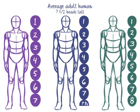 Body Proportion Drawing, Human Body Proportions, Drawing Body Proportions, Anatomy Studies, Human Body Drawing, Drawing Things, Human Anatomy Drawing, Body Drawing Tutorial, Drawing Examples