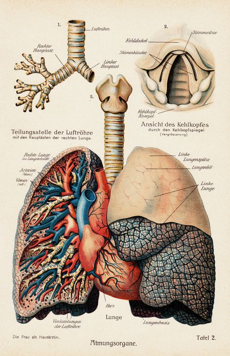 Medical Frame, Antique Anatomy, Lung Anatomy, Medical Drawings, Human Lungs, Biology Art, Human Body Anatomy, Medical School Inspiration, Medical School Essentials