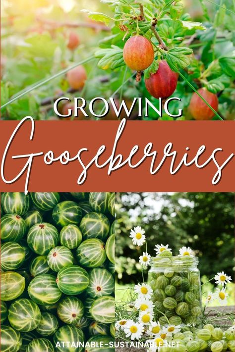 Gooseberry Plant How To Grow, How To Grow Cranberries, Growing Goji Berries, How To Grow Gooseberries, Allotment Planning, Landscape Shrubs, Farm Plants, Homestead Tips, Gooseberry Plant